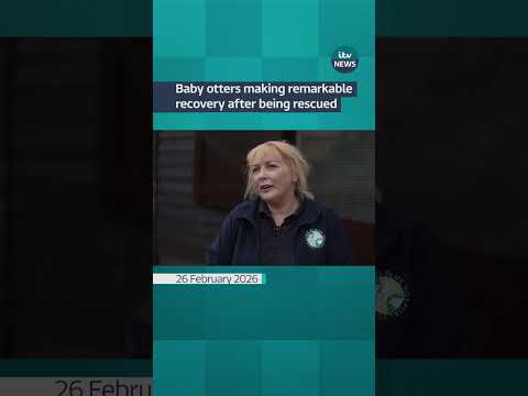 Baby otters making remarkable recovery after rescue | ITV News