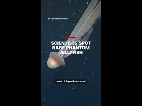 Scientists spot rare Phantom Jellyfish