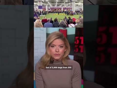 Penny the Doberman wins Westminster Kennel Club Dog Show