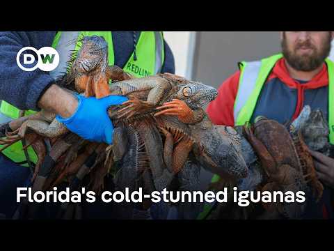 Why Floridians are happy about freezing iguanas falling from trees | DW News