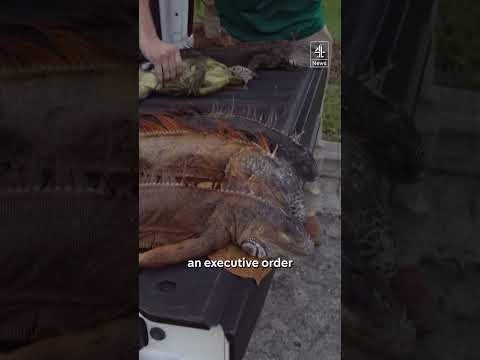 Why are iguanas falling out of trees in Florida?