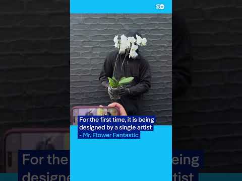 Orchids bring New York’s concrete jungle to bloom | DW News