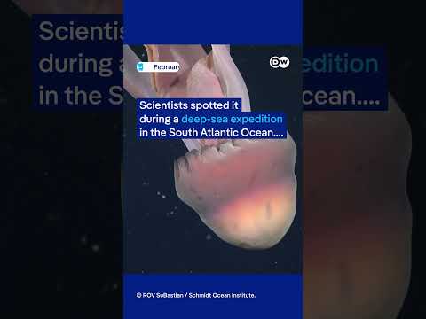 Rare deep sea phantom jellyfish spotted off Argentina’s coast | DW News