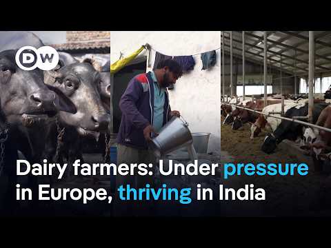 Why these farmers can thrive in India but struggle in Europe | DW News