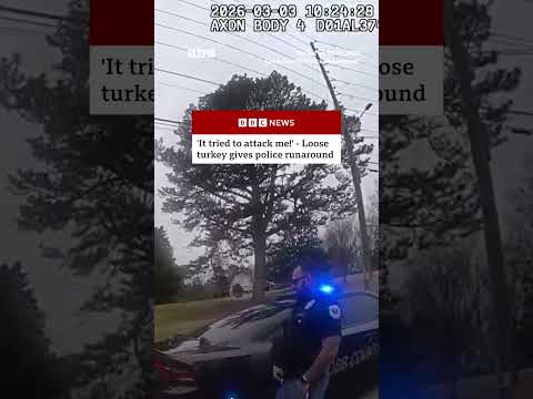 Turkey refuses to waddle off road in US. #Turkey #Georgia #US #BBCNews