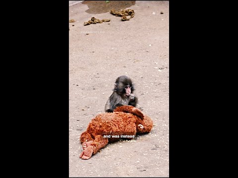 Why we all love Punch the monkey