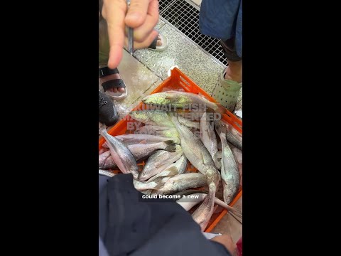 Kuwait fish market upended by conflict in Middle East