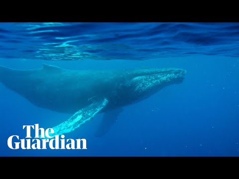 Oldest-known whale song recording from 1949 – audio