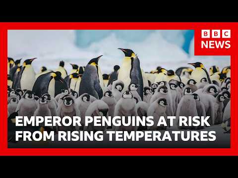 Why scientists fear Emperor penguins’ annual moult may be killing them | BBC News