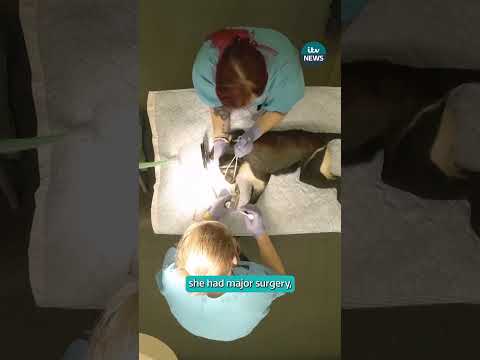 Meet Lagertha, one of the rarest monkeys in the world #Wildlife #Monkeys #EndangeredSpecies