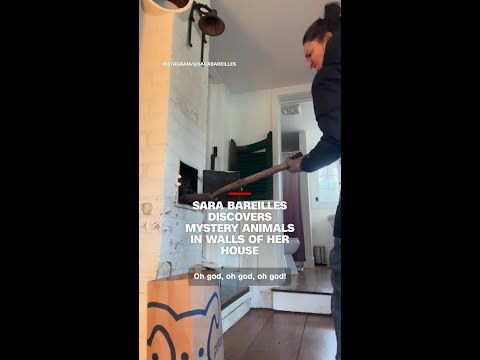 Sara Bareilles discovers mystery animals in walls of her house