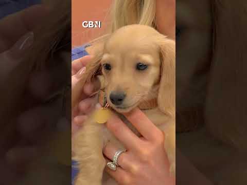 GB News introduces the newest member of its team