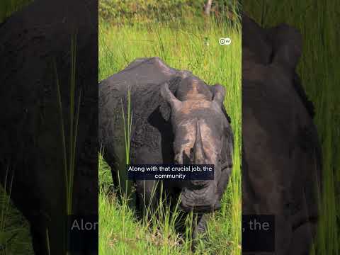 Uganda reintroduces white rhinos into the wild | DW News