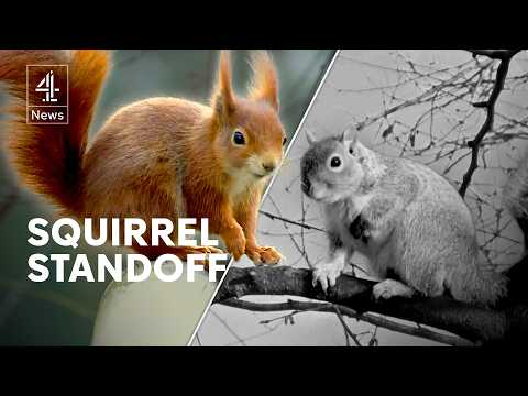 Red squirrels rise again as Aberdeen begins to eliminate American greys