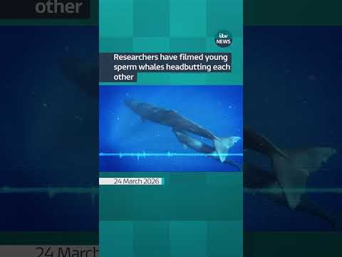 Drone footage has revealed sperm whales headbutting each other.