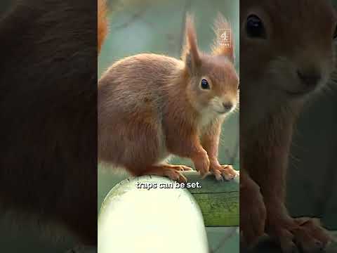 Red squirrels rise again as Aberdeen eliminate American greys