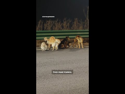 Viral dog homecoming story turns out to be fake