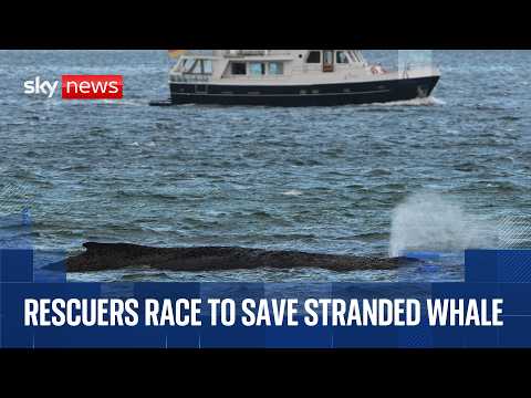 Rescuers attempt to save stranded humpback whale in Germany