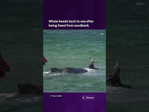 Whale heads back to sea after being freed from sandbank
