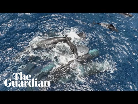 Rare footage shows whales working together to support mother and her newborn