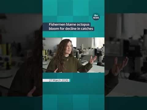 Fishermen blame octopus bloom for decline in catches