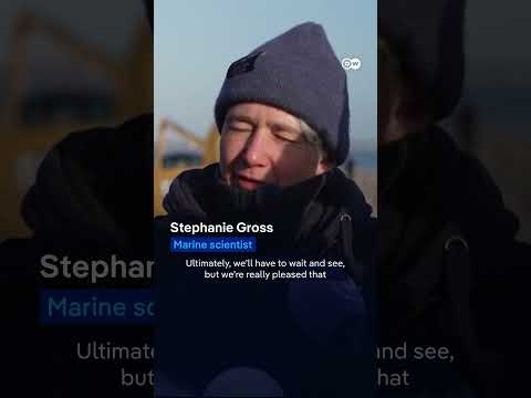 Stranded whale freed off Lübeck | DW News