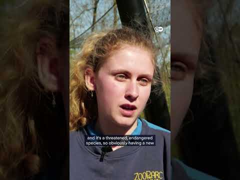 French zoo welcomes birth of first Chinese golden monkey | DW News