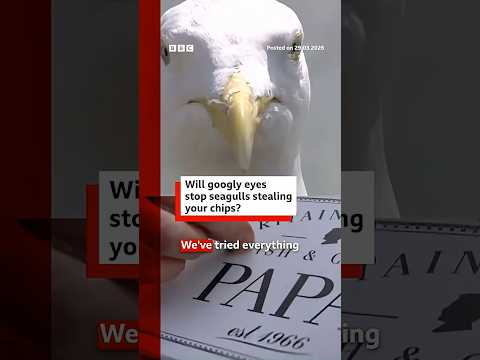 Will googly eyes stop seagulls stealing your chips? #BBCNews