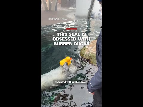 This seal is obsessed with rubber ducks