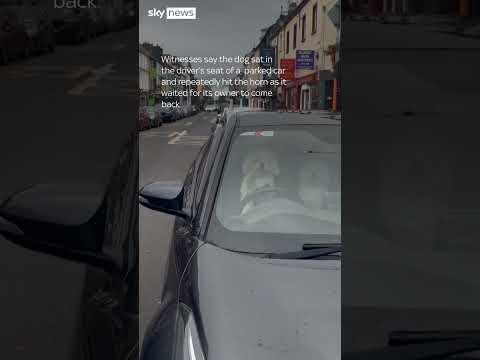 Dog honks owner’s car horn after being left in the car