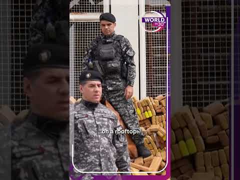 Brazil police dog leads officers to 48 tonnes of hidden marijuana