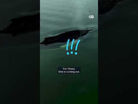 We failed Timmy, the stranded whale — now what? | DW News