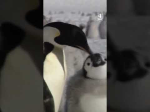 Emperor penguins added to ‘Red List’ of endangered species