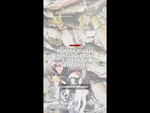 Border collie rescued from forest by helicopter
