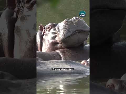 Pablo Escobar’s ‘cocaine hippos’ are set to be culled in Colombia