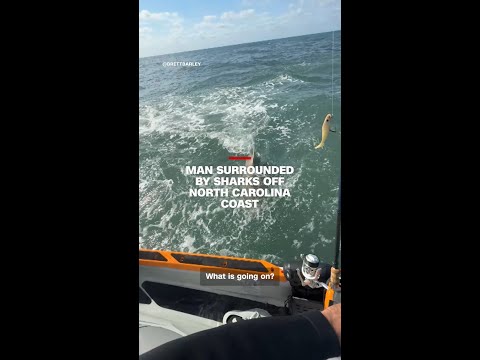 Man surrounded by sharks off the North Carolina coast