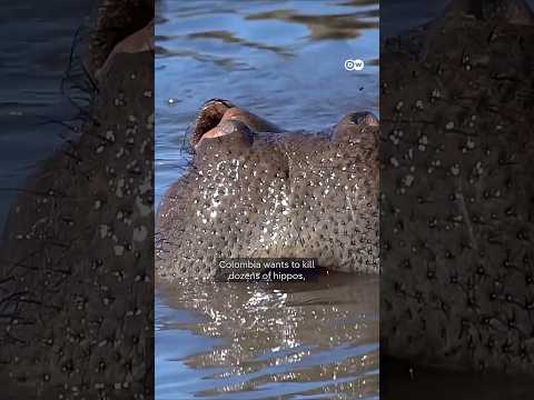 Do “cocaine hippos” have to die? | DW News