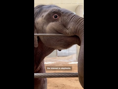 Meet the first baby Asian elephant born at the National Zoo in 25 years