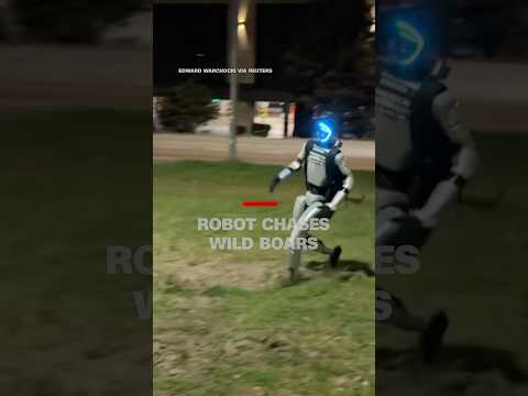 Robot chases wild boar
