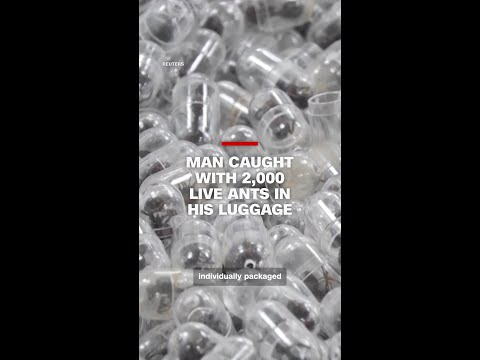Man caught with 2,000 live ants in his luggage
