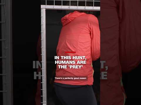 In this hunt, humans are the ‘prey’