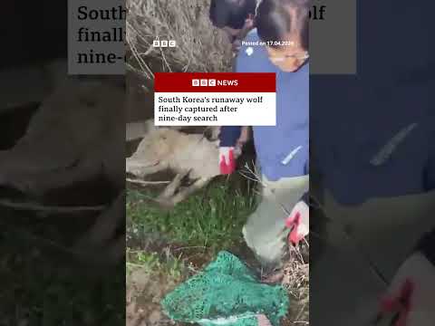 South Korea’s runaway wolf finally captured after nine-day search. #SouthKorea #Wolf #BBCNews