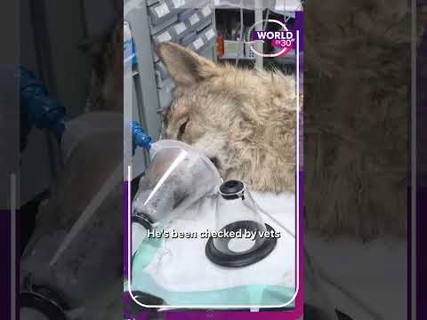 Wolf recaptured in South Korea after 9-day search