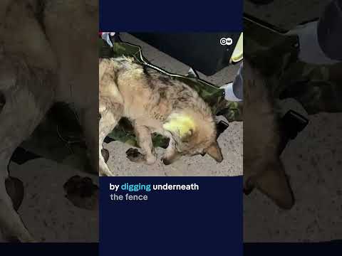 Runaway wolf recaptured in South Korea | DW News