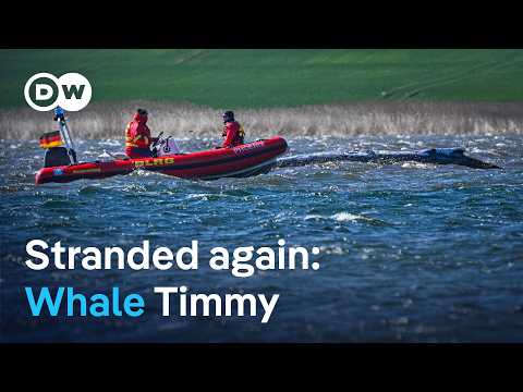Race to save humpback whale off Germany’s coast | DW News