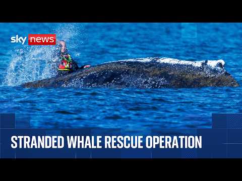 Rescuers trying to free stranded whale in Baltic Sea
