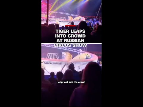 Tiger leaps into crowd at Russian circus show