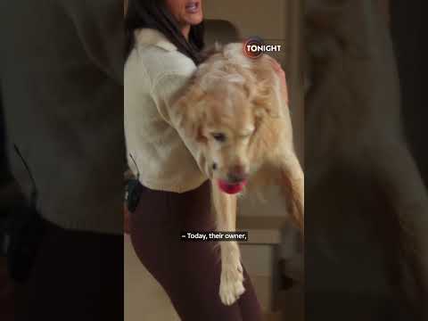 Golden retrievers help owner quit nine-to-five job #itvtonight #pets