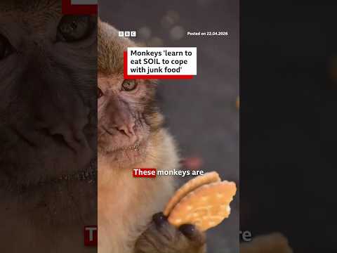 Monkeys ‘learn to eat soil to cope with junk food’. #Monkeys #Gibraltar #BBCNews