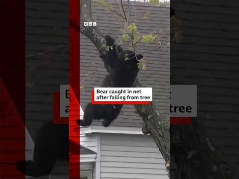 Black bear caught after falling from tree. #BBCNews